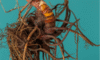 Supplements for Menopause: Natural Wellness Solutions