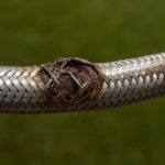 Emergency Plumber Tips for Managing Burst Pipes and Hoses
