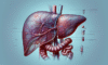 Liver Blood Test Analysis: In-Depth Insights for Tewkesbury Residents
