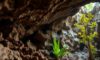 Belizean Caves: A Journey Through Archaeology and Biodiversity