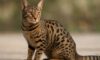 Ocicat Spot Patterns: Discovering Distinctive Coat Designs