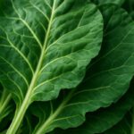 Collard Greens Recipe for a Nutritious Slow-Cooked Meal