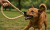 Hemp Leashes for Dogs: Robust and Lasting Choices