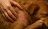 Flea Control for Pets: How to Prevent Autumn Infestations