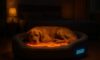 Temperature-Controlled Beds: The Ultimate Comfort for Pets
