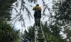 Response to Electrical Defect Notice on the Mid North Coast
