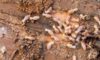 Termite Risk Management for NSW Homes: A Comprehensive Guide